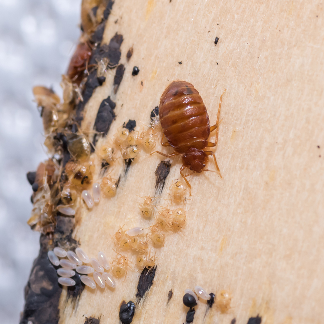 bedbugs SIAD