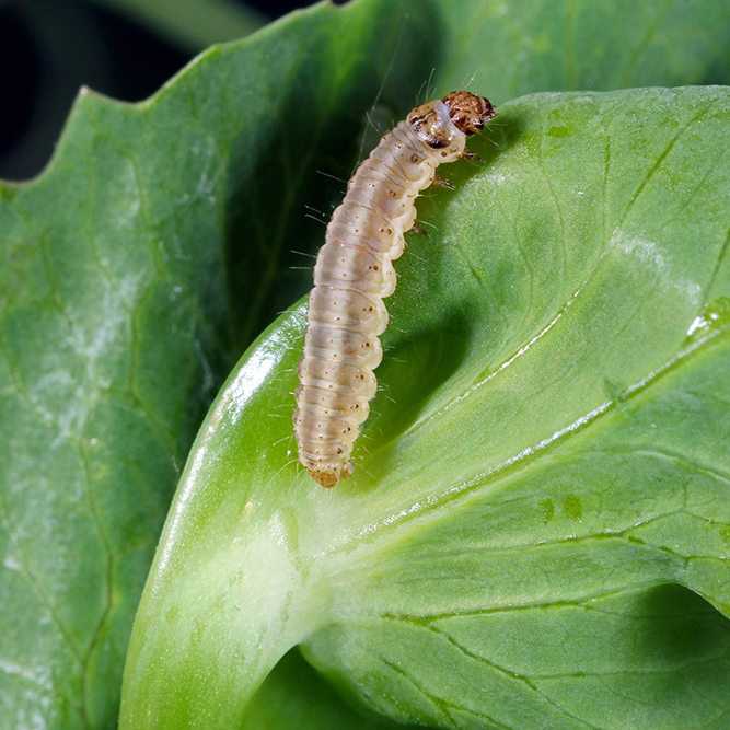 Caterpillar Lachlan