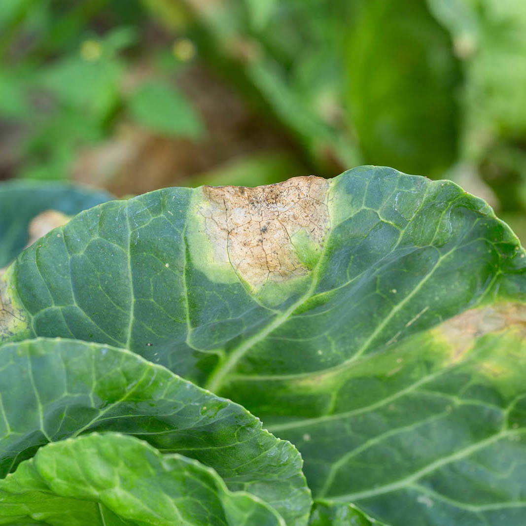 Downey Mildew Brassica