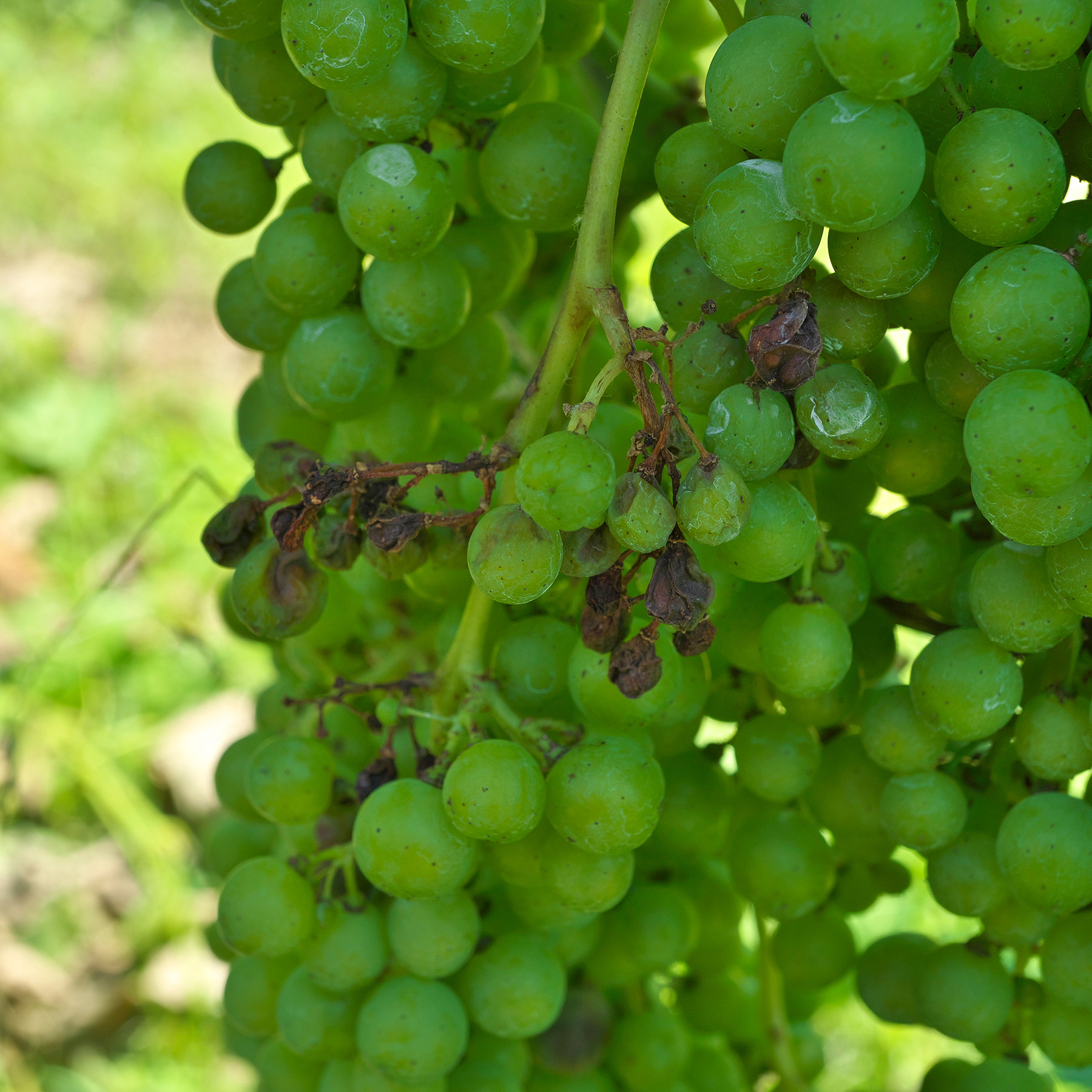 Downy Mildew Grapes SIAD