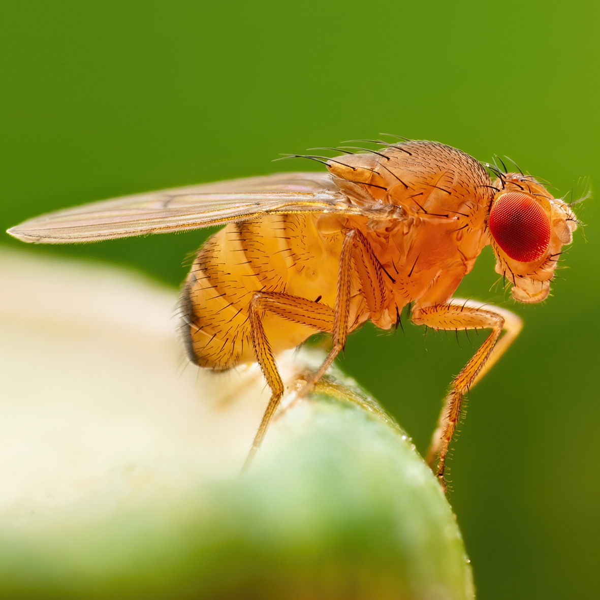 Fruit Fly