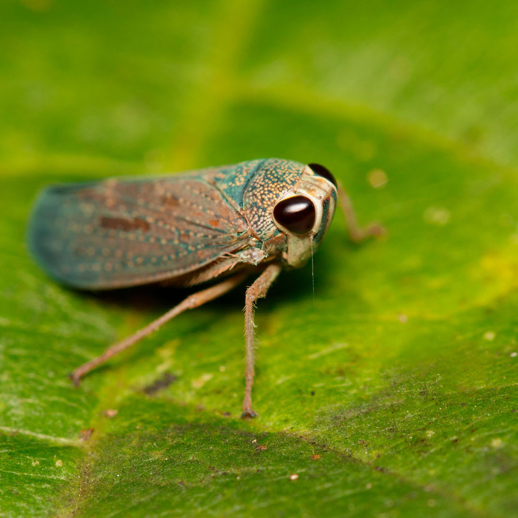 Leafhopper