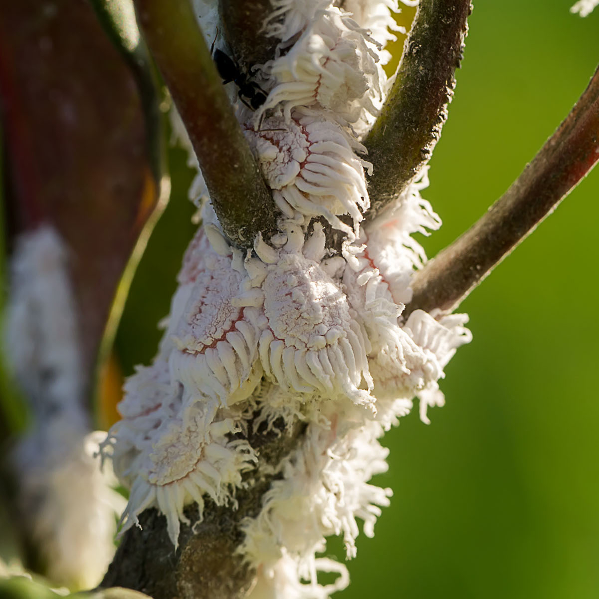 Mealybugs