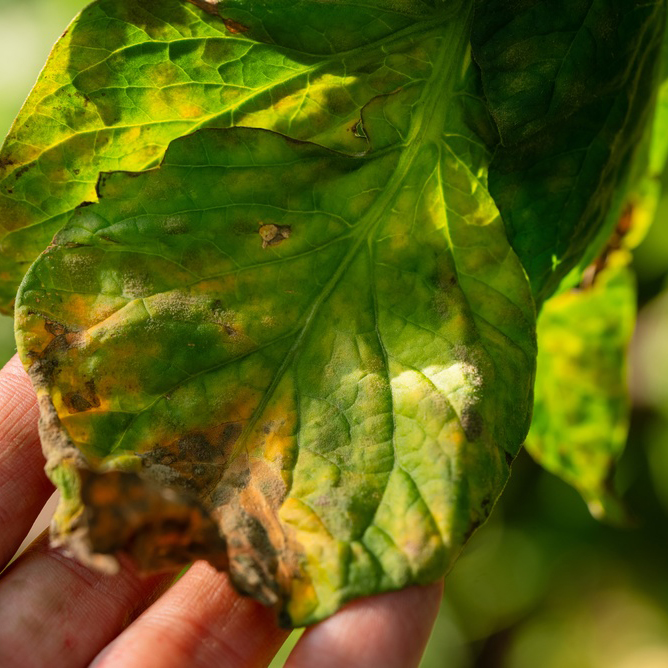 Hand,Checking,A,Tomato,Leaf,Showing,Signs,Of,Phytophthora,Infestans