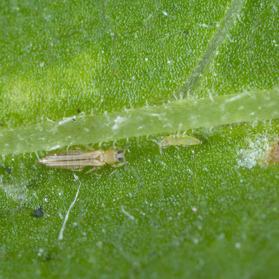 Thrips Lachlan
