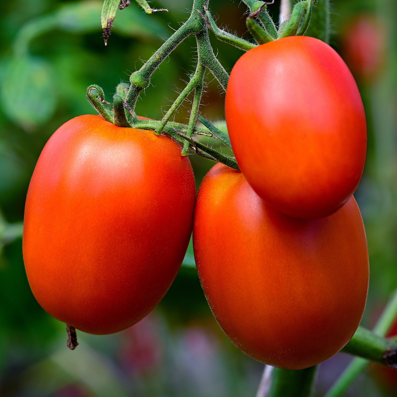 Beautiful,Red,Ripe,Tomatoes,Grown,In,A,Greenhouse.,Photo,With