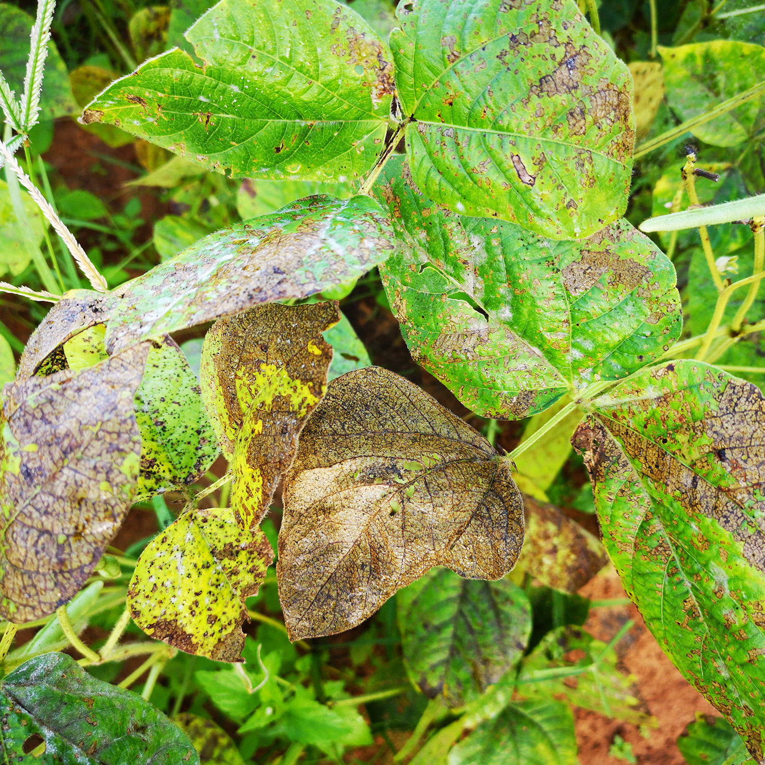 Leaf Spots Beans
