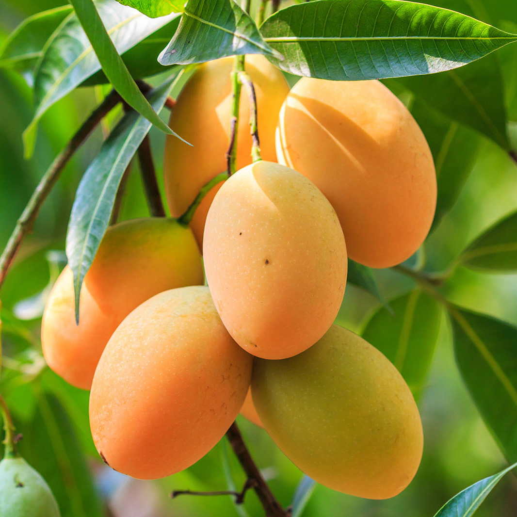 Mangoes Lachlan