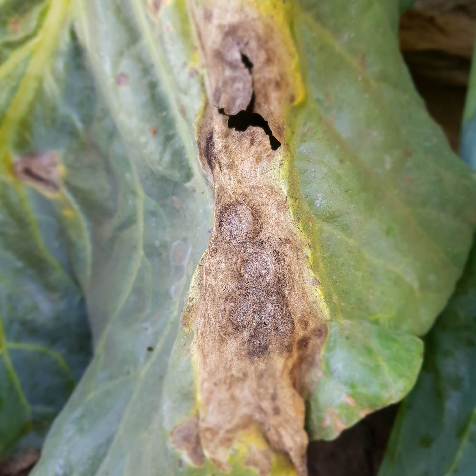 Powdery Mildew Cabbage