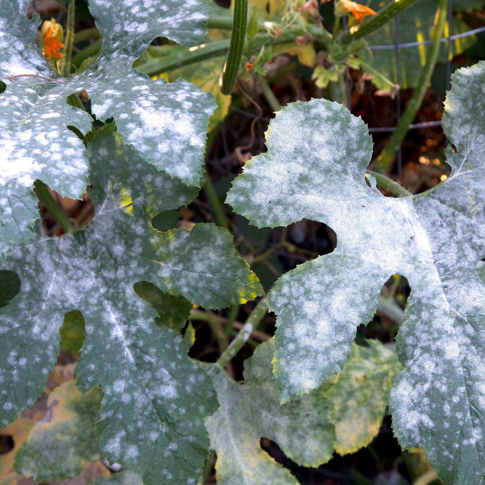 Powdery Mildew Squash 2