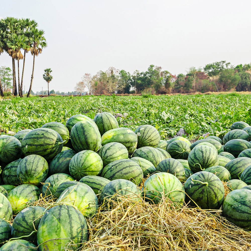 Watermelon Group in farm.