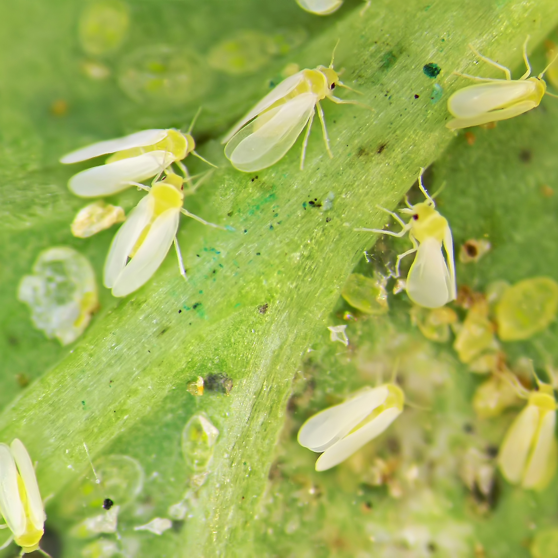 Whiteflies